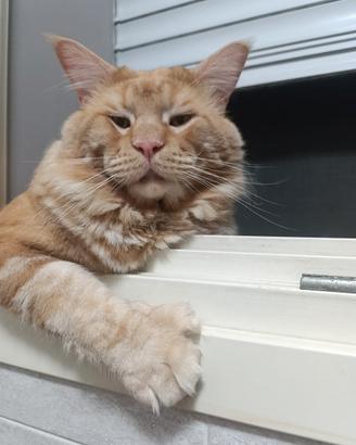 Maine coon XXL senza pedigree di 2 anni per monta