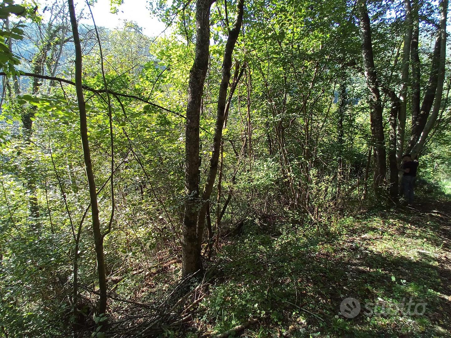 Terreni prato arborato e bosco ceduo - Vista 4