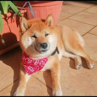 Shiba ino