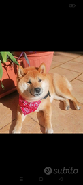 Shiba ino