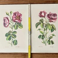 Stampe anni 80: rosa selvtica n 2 grandi