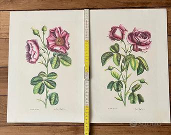 Stampe anni 80: rosa selvtica n 2 grandi