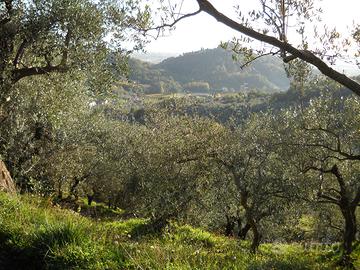 Terreno a uliveto con altre piante da frutto