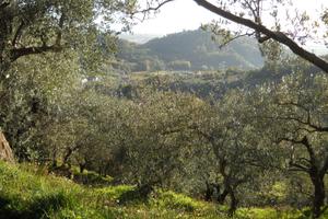 Terreno a uliveto con altre piante da frutto