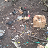 Chicchinelle, chicchinielli