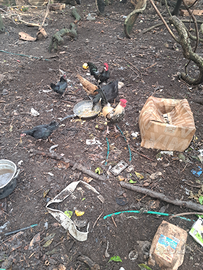 Chicchinelle, chicchinielli