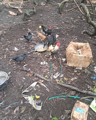 Chicchinelle, chicchinielli