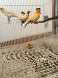 Canarini novelli