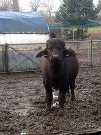 Toro di bufalo
