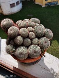 cuscino della suocera