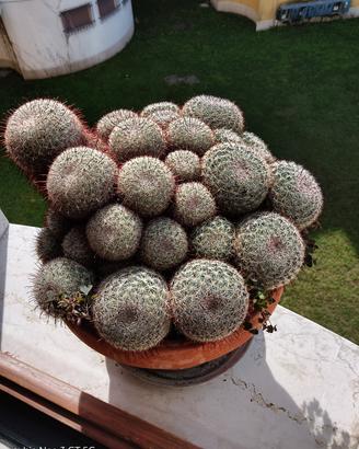 cuscino della suocera