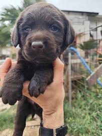 Labrador retriever puppy