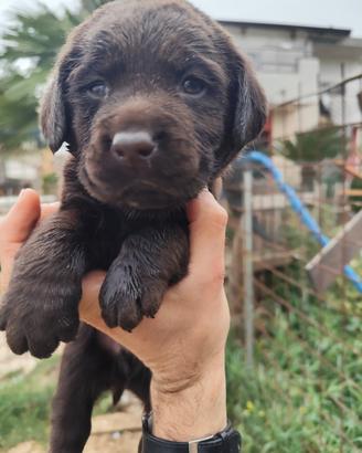 Labrador retriever puppy