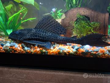 Pulitore ancistrus