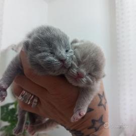 Cuccioli di British Shorthair