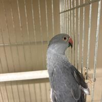 Parrocchetto dal collare