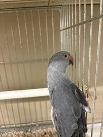 Parrocchetto dal collare