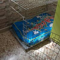gabbia 