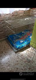 gabbia 