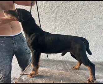Jagd terrier 5 anni