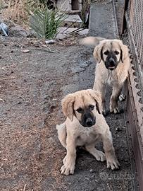 Kangal