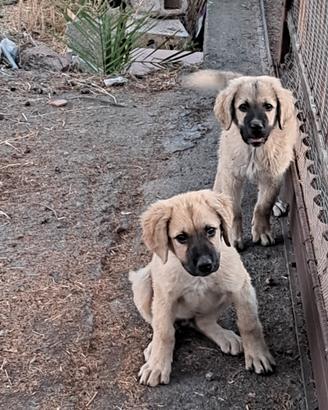 Kangal