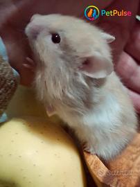 Criceti Dorati - Nuova Cucciolata dal 15/12/25