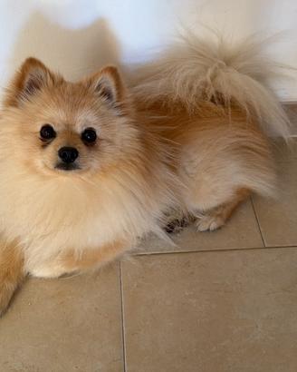 Pomerania