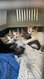 Gattino femmina tricolore bianco rosso nero