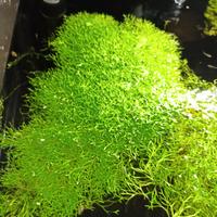 pianta acquario riccia fluitans 