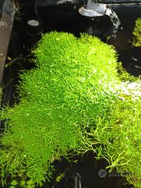 pianta acquario riccia fluitans 