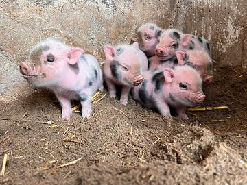 Mini Pig Juliana