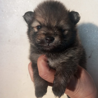 SPITZ NANO con pedigree ENCI