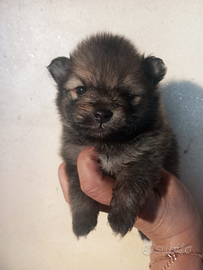 SPITZ NANO con pedigree ENCI