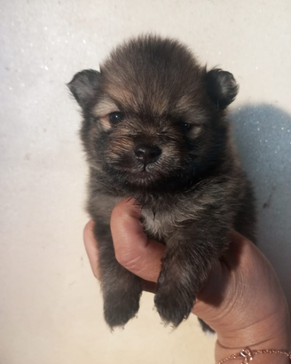 SPITZ NANO con pedigree ENCI