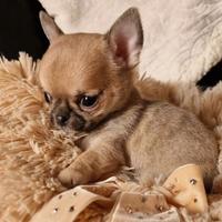 CHIHUAHUA TOY CUCCIOLI FULVI pag agevolato