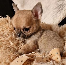 CHIHUAHUA TOY CUCCIOLI FULVI pag agevolato