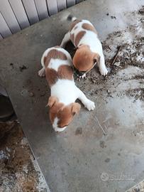 Jak russel terrier 