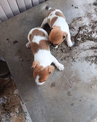 Jak russel terrier 
