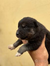 Cuccioli Siberian husky colori rari