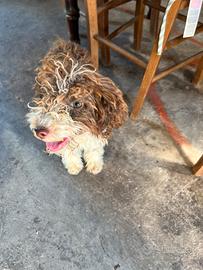 Lagotto