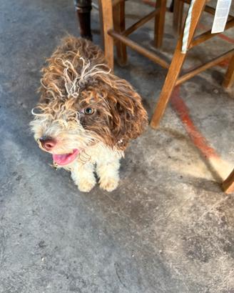 Lagotto