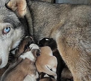 Simil Husky cuccioli