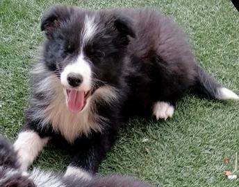 Cuccioli di Border Collie