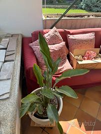 Strelitzia reginae