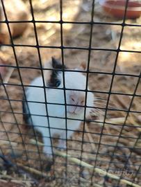Cavia peruviana 