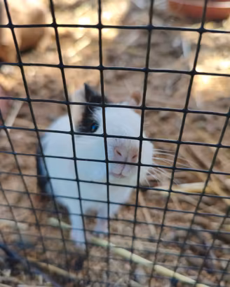 Cavia peruviana 