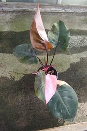 Philodendron Pink Princess 