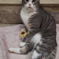 Cindy, piccola stella senza una famiglia