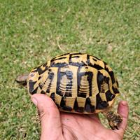 Tartaruga di terra hermanni hermanni